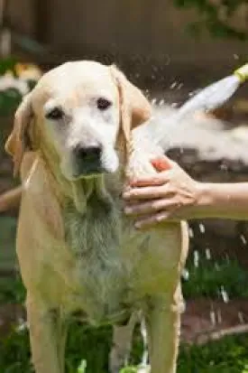 LARGE DOG BASIC GROOM-