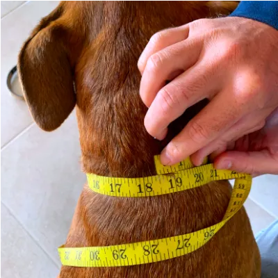 Leather Dog Collar for dogs personalized 1-1/2 inch