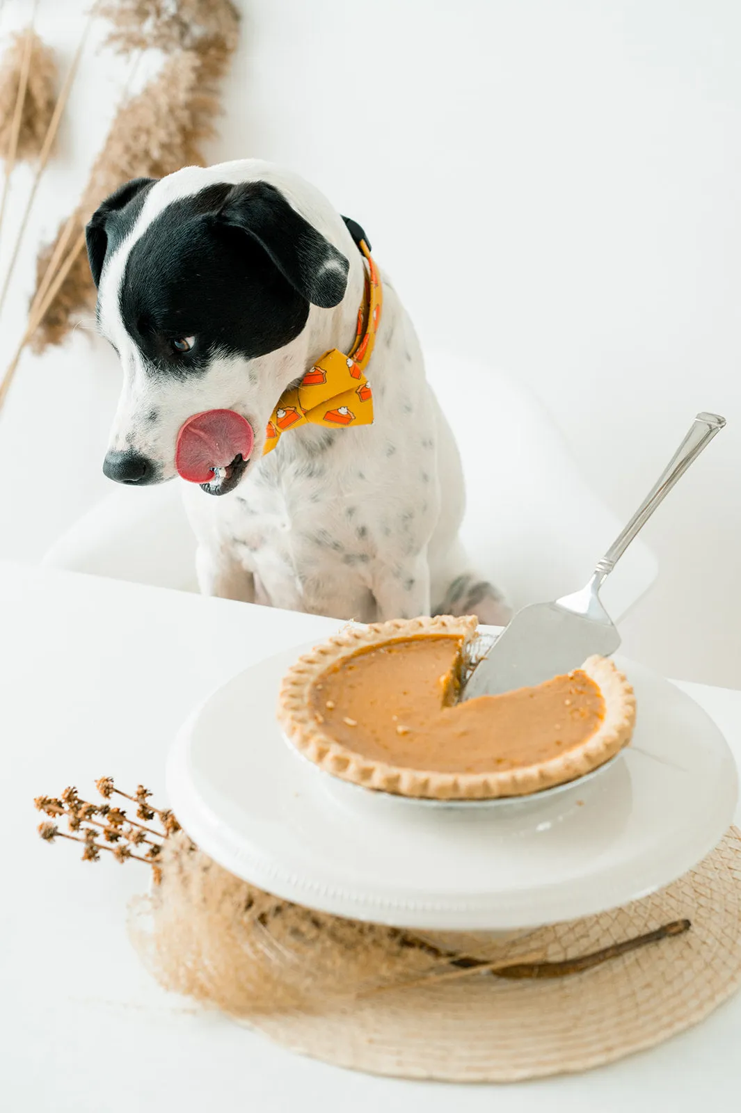 Personalized Dog Collar | Pumpkin Pie Dog Collar | Duke & Fox