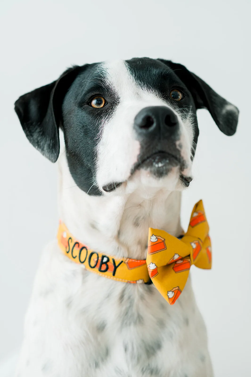 Personalized Dog Collar | Pumpkin Pie Dog Collar | Duke & Fox
