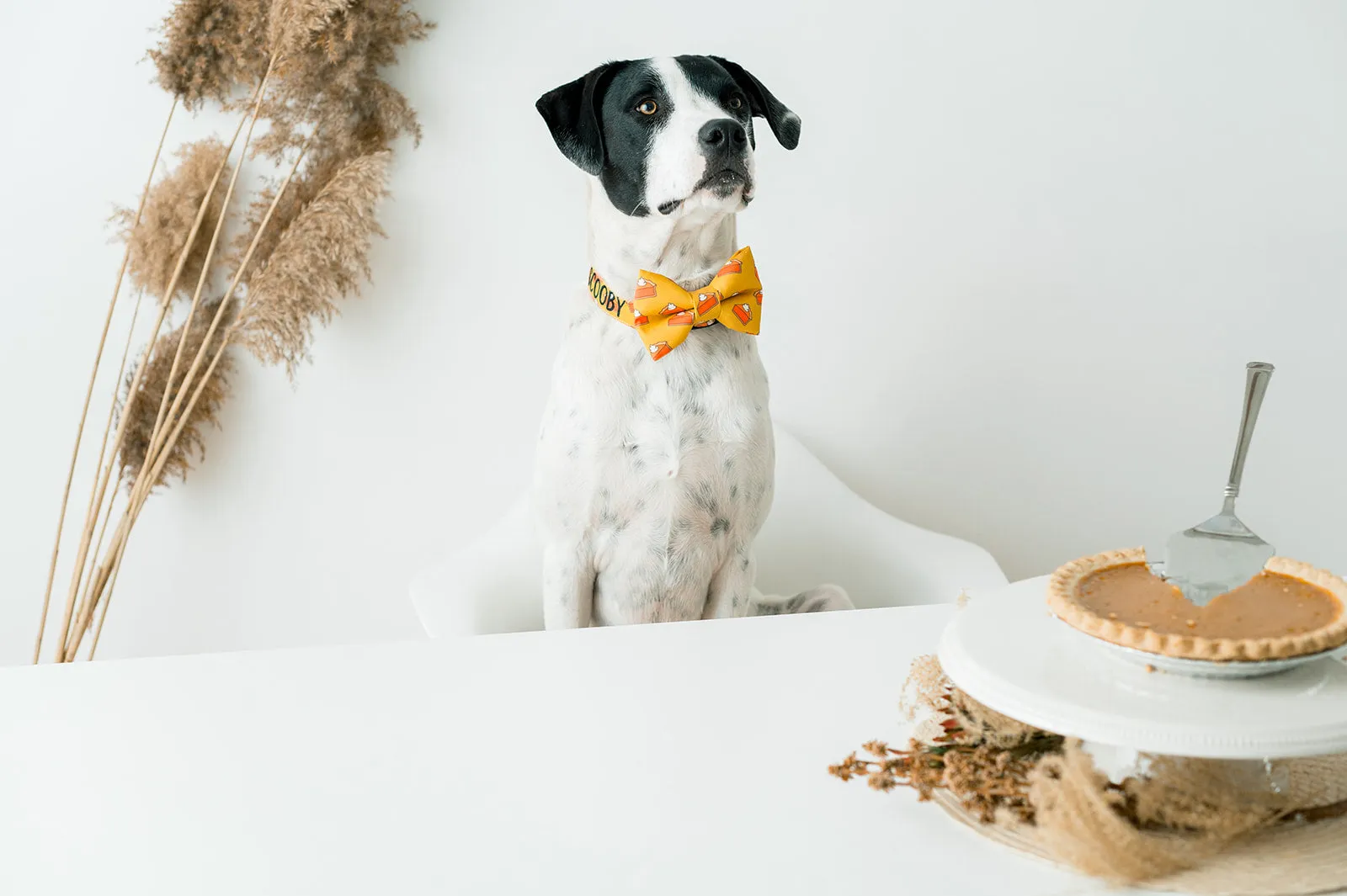 Personalized Dog Collar | Pumpkin Pie Dog Collar | Duke & Fox
