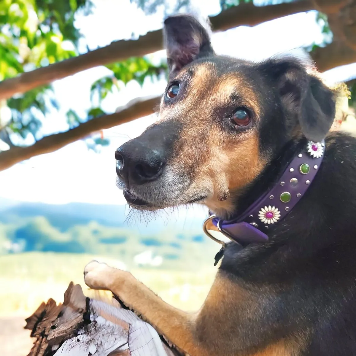 Purple Dog Collar Kalina
