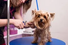 SMALL DOG BASIC GROOM.